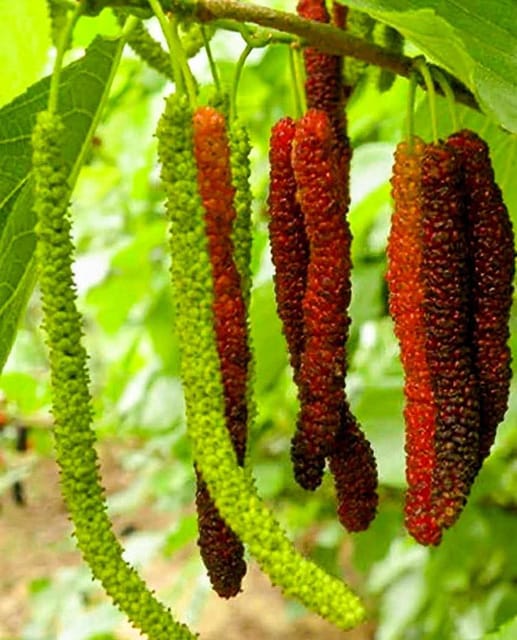 Brazilian Long Mulberry Fruit Plant Sapling