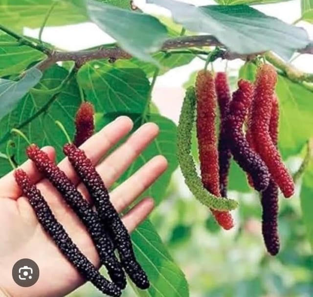 Pakistani Mulberry Live Fruit-Bearing Plant