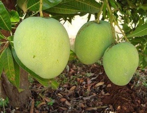 Gourmati Mango Grafted Live Fruit Plant