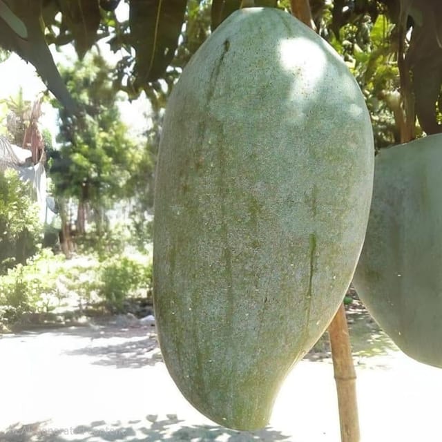 4 Kg Variety Mango Grafted Live Plant In Grow Bag