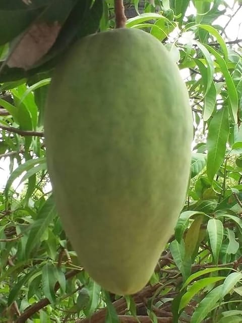4 Kg Variety Mango Grafted Live Plant In Grow Bag