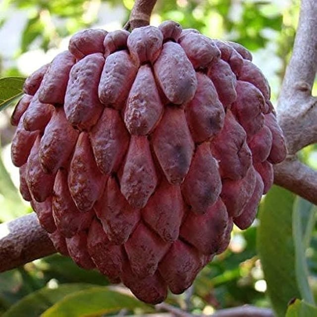 Red Custard Apple Grafted Live Plant Sapling