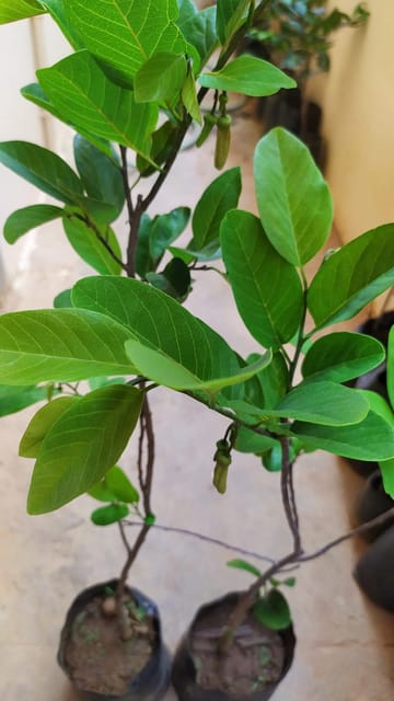 Red Custard Apple Grafted Live Plant Sapling