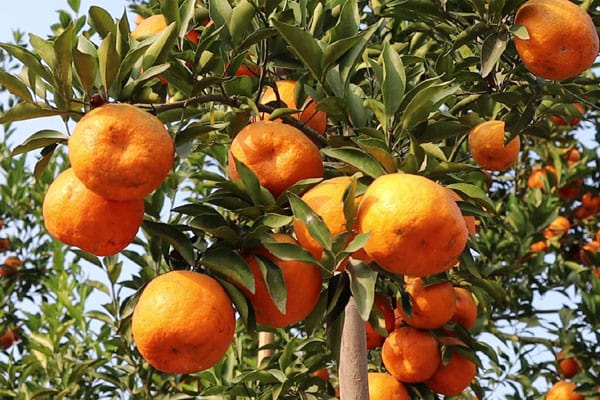 Vutani Orange Grafted Fruit Bearing Live Plant