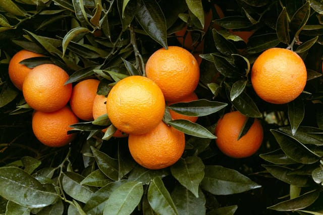 Pakistani Orange Grafted Fruit Bearing Live Plant