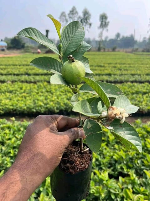 Taiwan Pink Guava Live Fruit-Bearing Plant