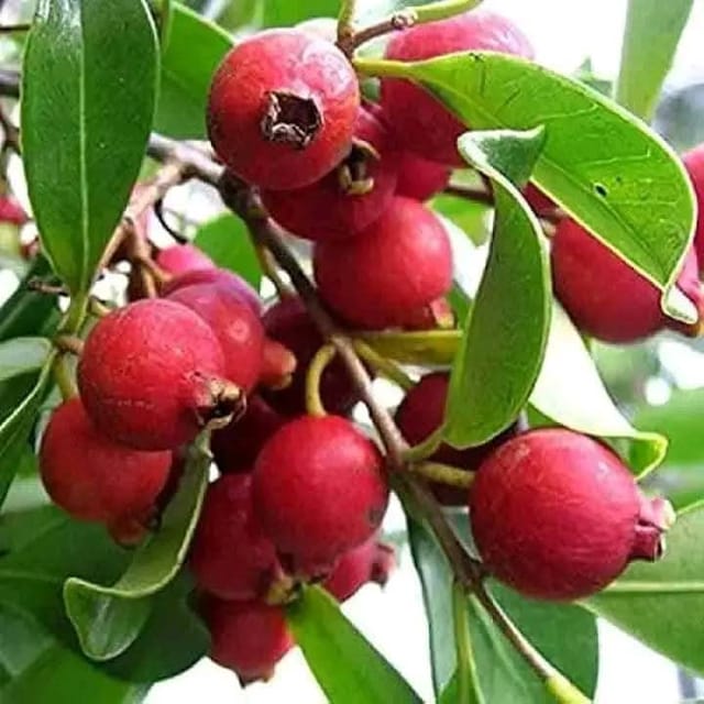 Red Strawberry Guava Fruit Bearing Live Plant
