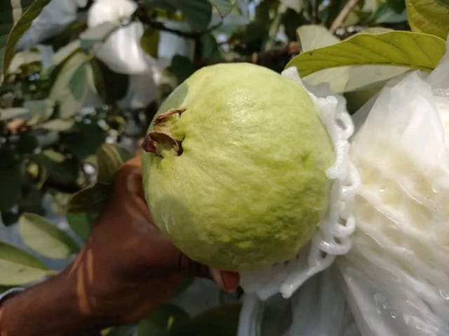 Vnr Guava Grafted Fruit Bearing Live Plant