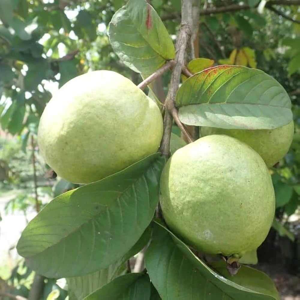 Vnr Guava Grafted Fruit Bearing Live Plant
