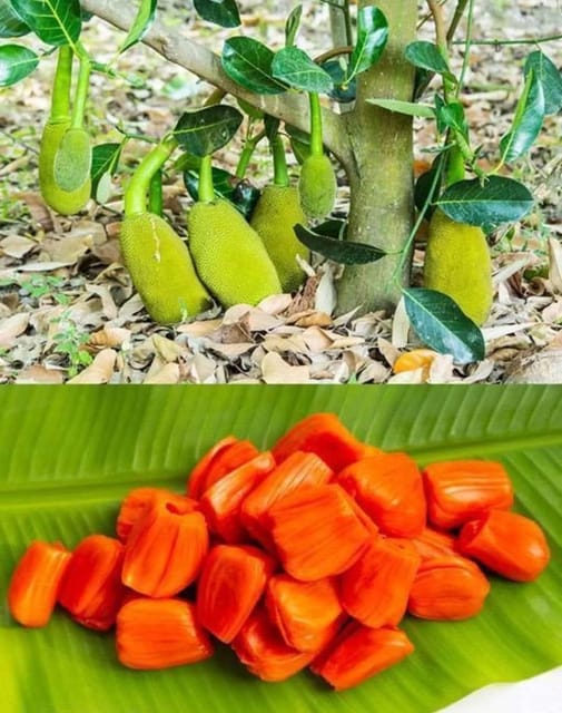 Pink Jackfruit Live Plant Sapling