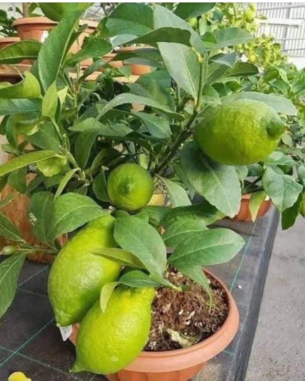 Gandharaj Lemon Grafted Fruit Bearing Live Plant