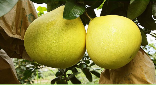 Pink Flesh Pomelo Fruiting Live Plant