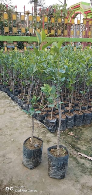 Hrmn 99 Apple Fruit Live Plant Sapling