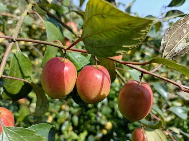 Apple Fruit Live Plant For Home Garden
