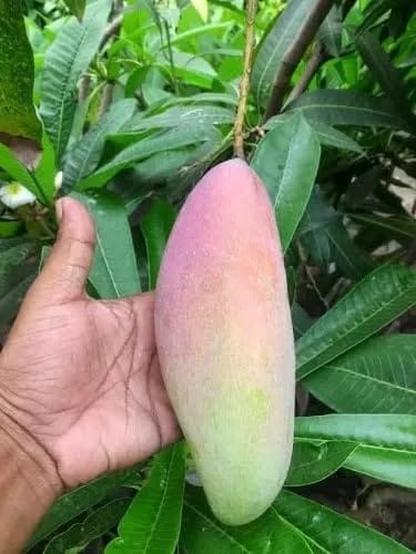Chiang Mai Mango Grafted Live Fruit Plant