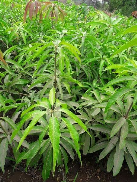 Chiang Mai Mango Grafted Live Fruit Plant