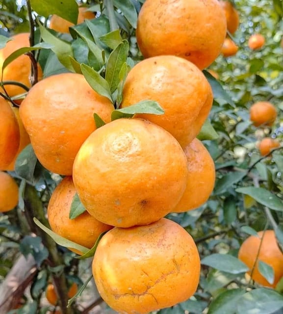 Satsuki Orange Grafted Fruit Bearing Live Plant
