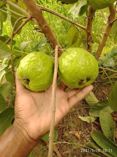 Thai 7 Guava Grafted Live Fruit Plant
