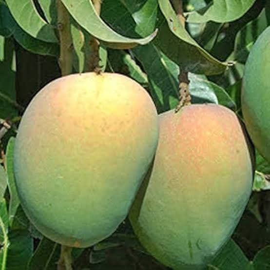Himsagar Mango Grafted Live Plant For Garden