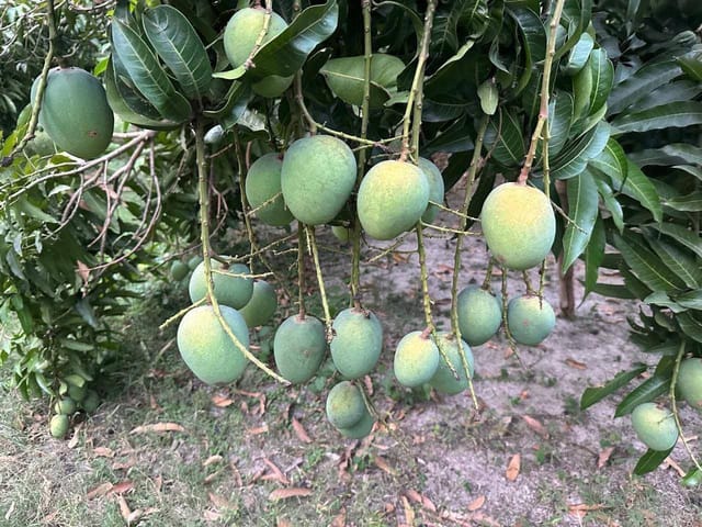 Himsagar Mango Grafted Live Plant For Garden