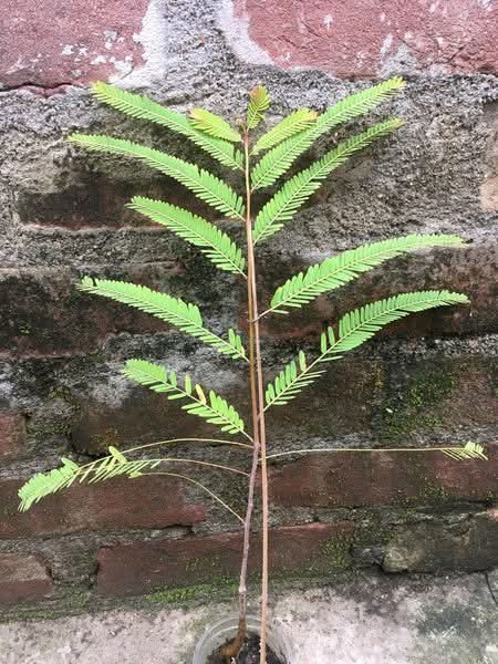 Amla Indian Gooseberry Grafted Live Plant Sapling