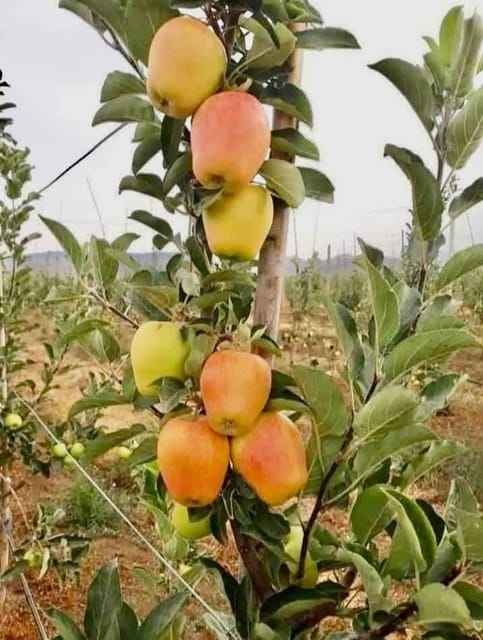 Anna Apple Live Plant Sapling In Nursery Grow Bag