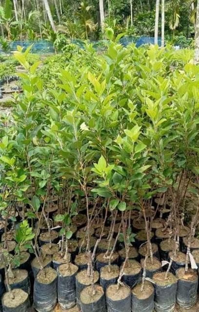 Anna Apple Live Plant Sapling In Nursery Grow Bag