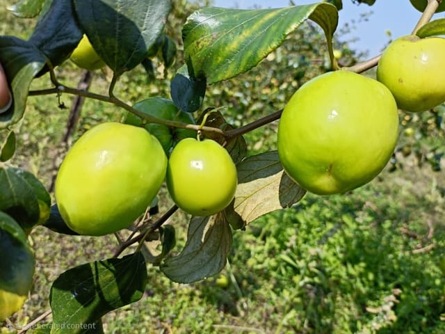 Thai Green Apple Ber Fruit Bearing Live Plant