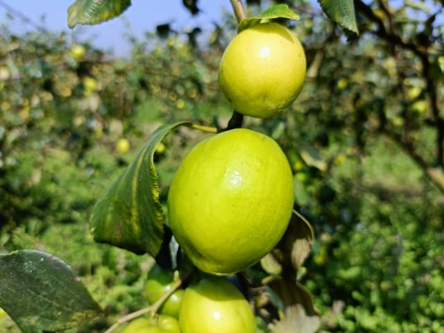 Thai Green Apple Ber Fruit Bearing Live Plant