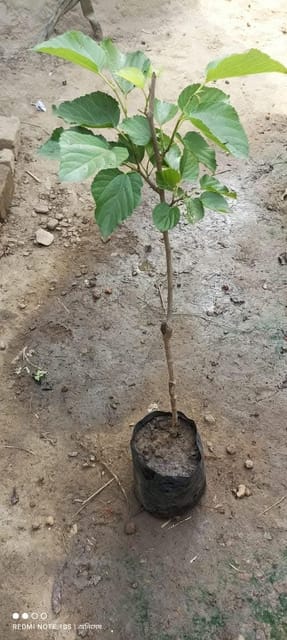 Brazilian Mulberry Fruit Plant Sapling In Polybag