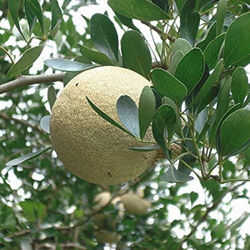Wood Apple Kadbel Fruiting Live Plant