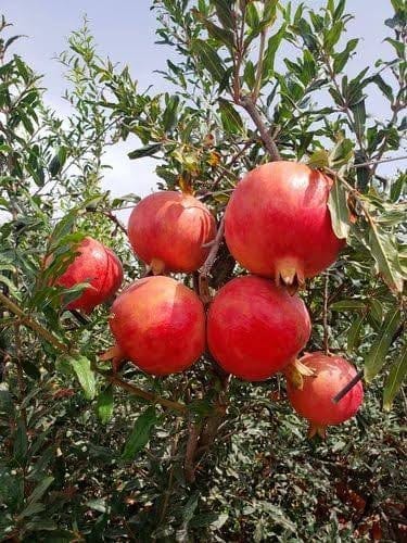 Pomegranate Fruit Bearing Live Plant
