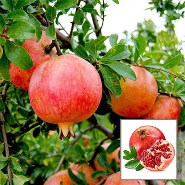 Pomegranate Fruit Bearing Live Plant