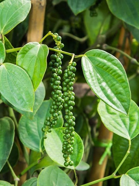 Black Pepper Vine Live Plant For Home Garden