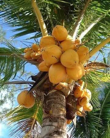 Malaysian Yellow Coconut Palm Live Plant