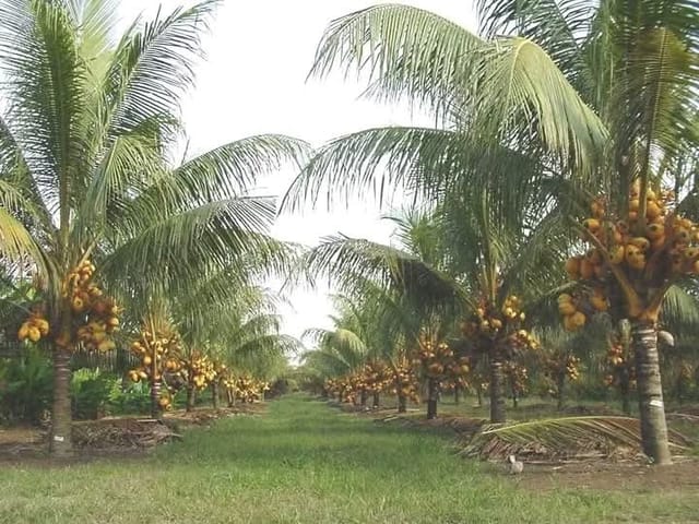 Malaysian Yellow Coconut Palm Live Plant