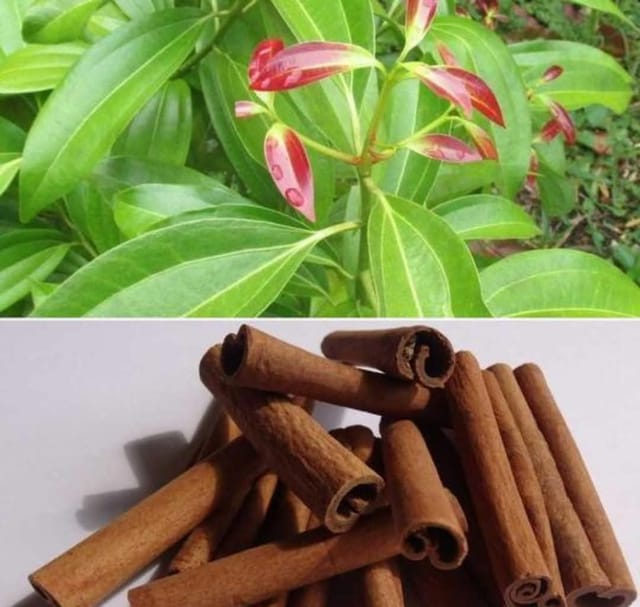 Cinnamon Live Plant For Home Garden