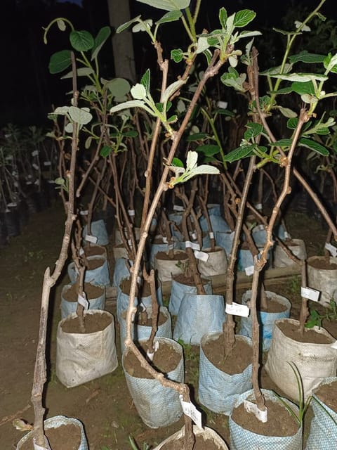 Grafted Kiwi Fruit Plant Sapling In Grow Bag