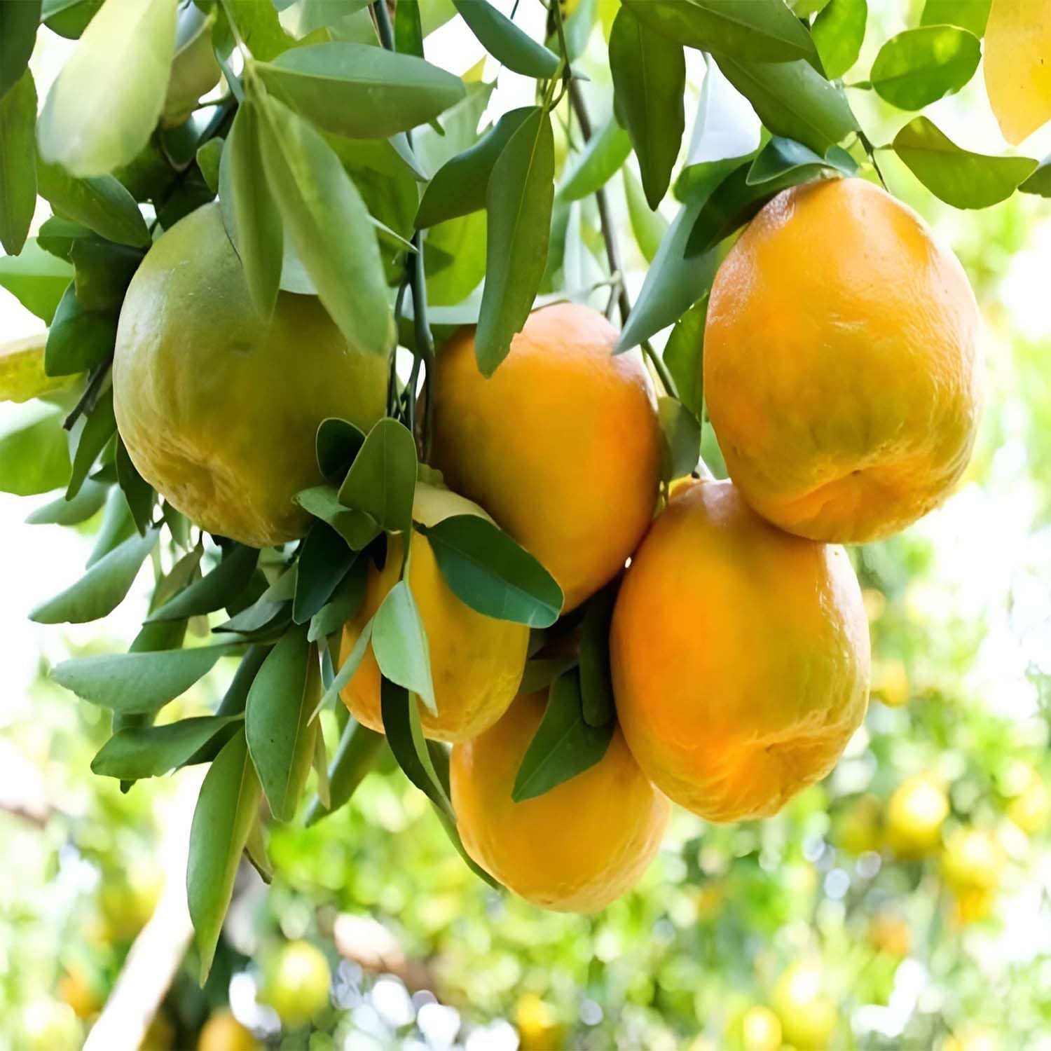 Nagpur Orange Grafted Live Plant For Garden