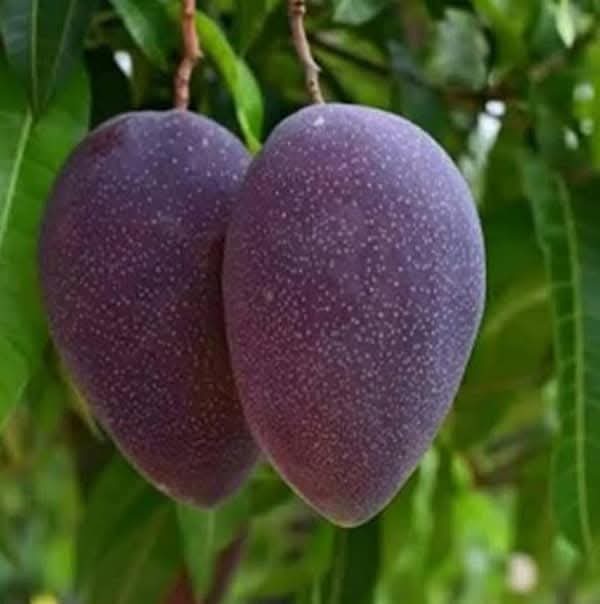 Blue Purple Mango Grafted Live Plant Sapling