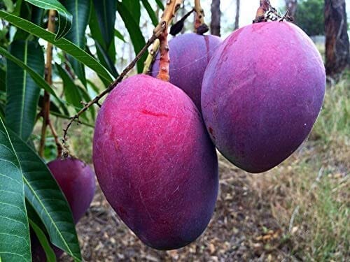 Blue Purple Mango Grafted Live Plant Sapling