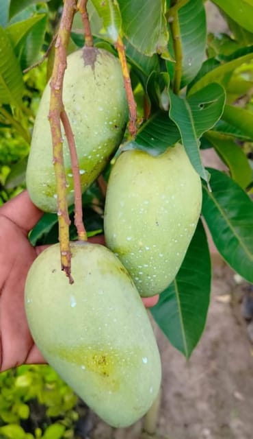 Katimon All-Season Sweet Mango Grafted Plant Sapling