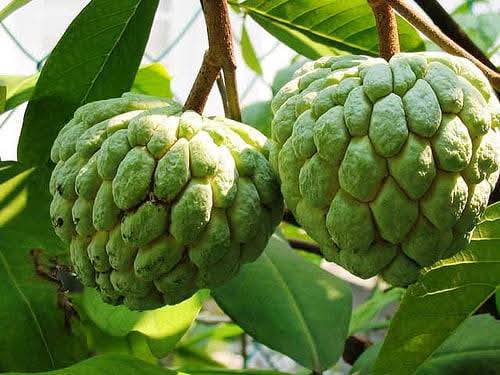 Nmk 1 Custard Apple Grafted Live Fruit Plant
