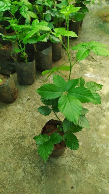 Blackberry Fruit Plant In Nursery Grow Bag