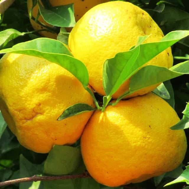 Valencia Orange Grafted Citrus Live Plant