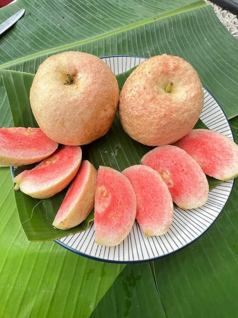 Red King Guava Plant Sapling In Nursery Bag