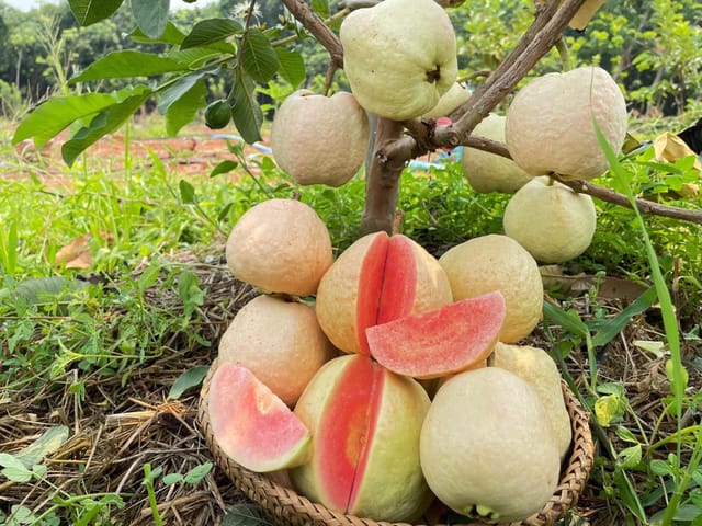 Red King Guava Plant Sapling In Nursery Bag