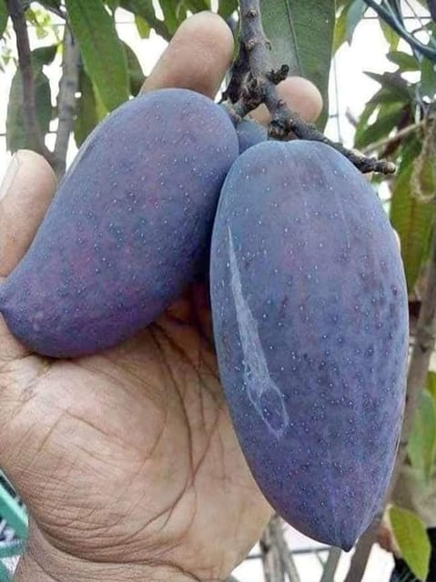 Kastur Black Mango Grafted Fruit Bearing Live Plant