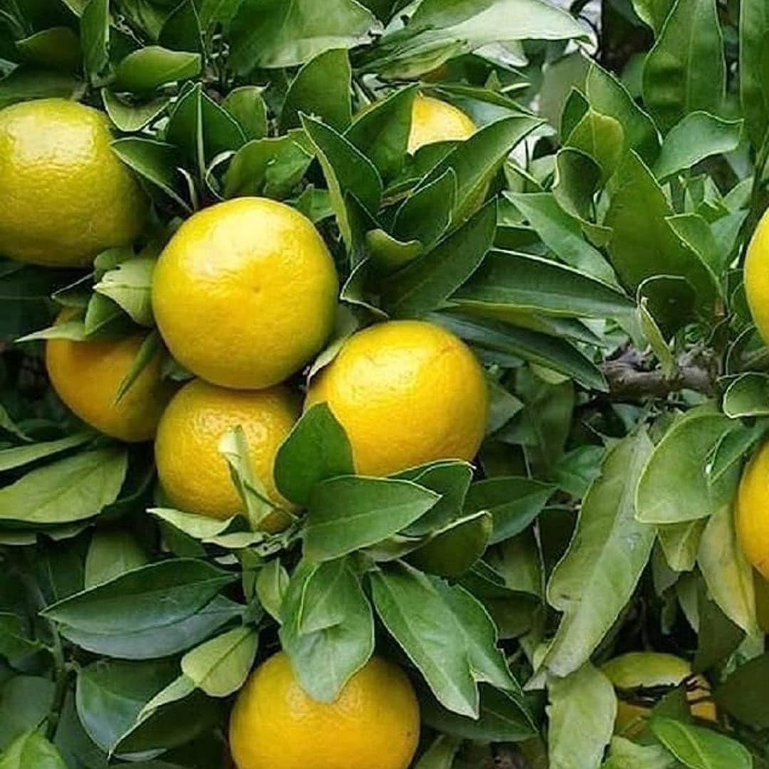 Orange Fruit Live Plant For Home Garden