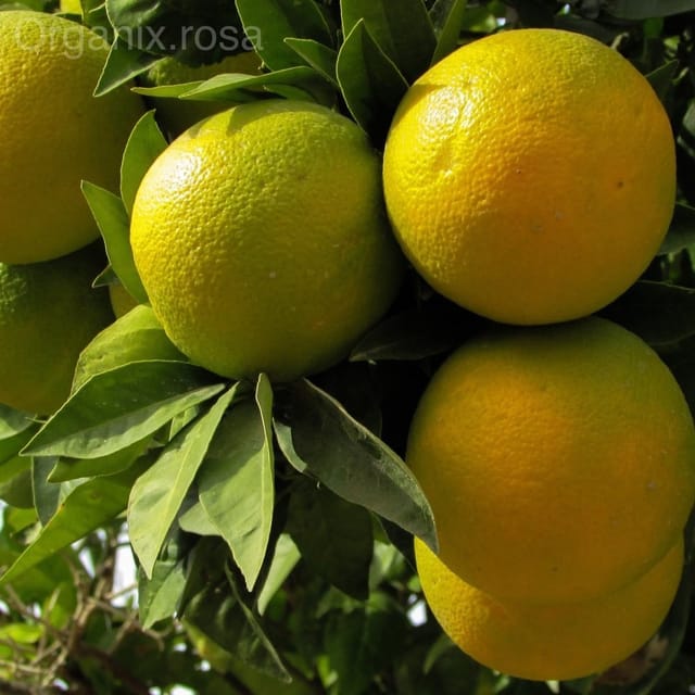 Orange Fruit Live Plant For Home Garden